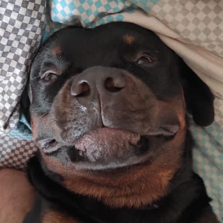 Ротар Сэм🐕‍🦺