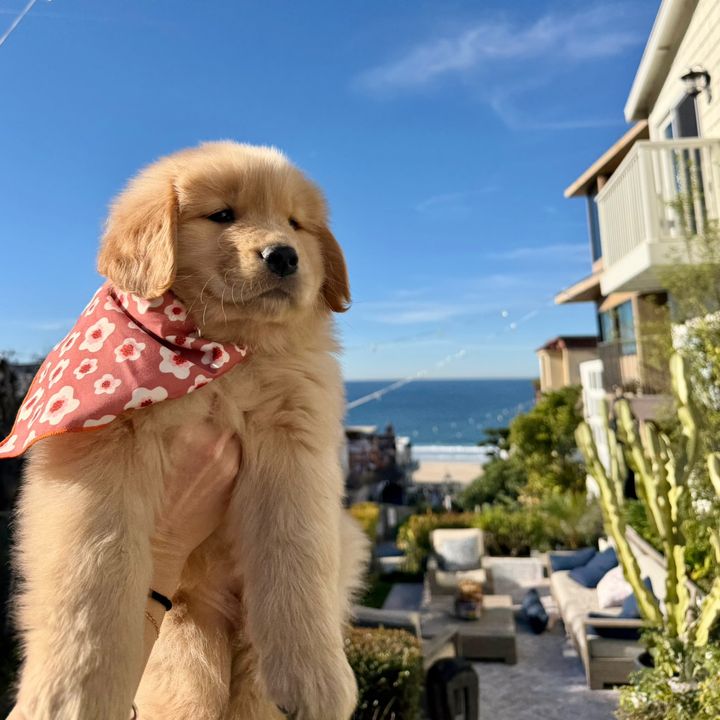 Frankie
