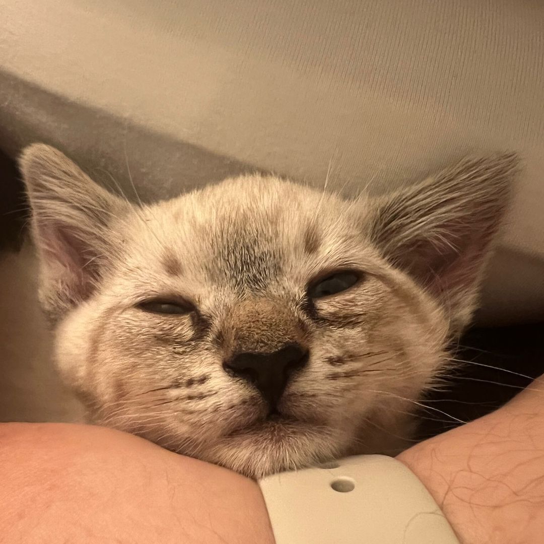 Queen Nala