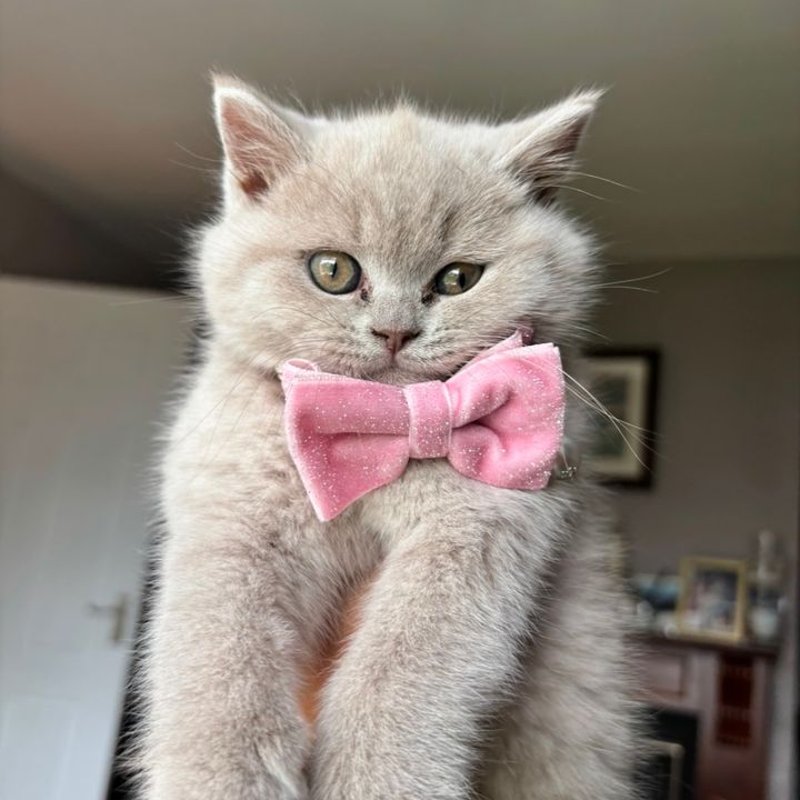 Molly_British_Shorthair