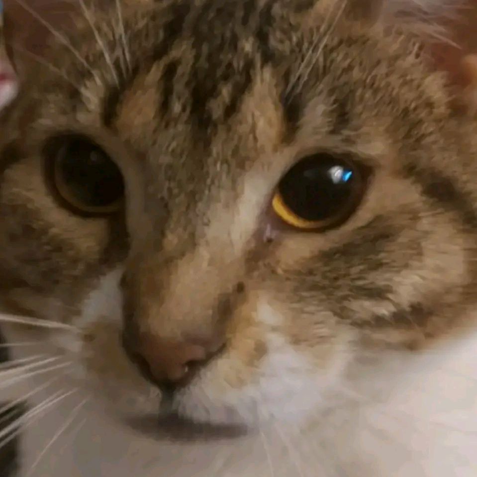 Peluza