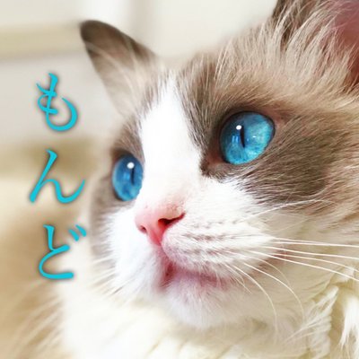 主水(もんど)★ラグドール