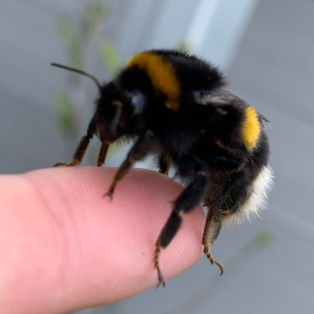 missHumbleBee 🐝💛🖤