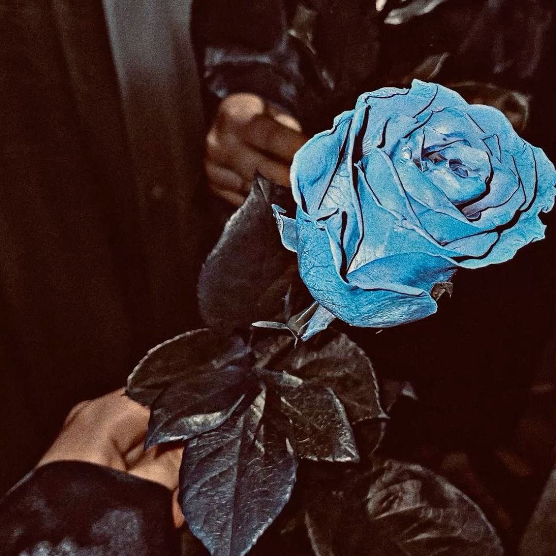 🩵🌸muzica_official0🌸🩵