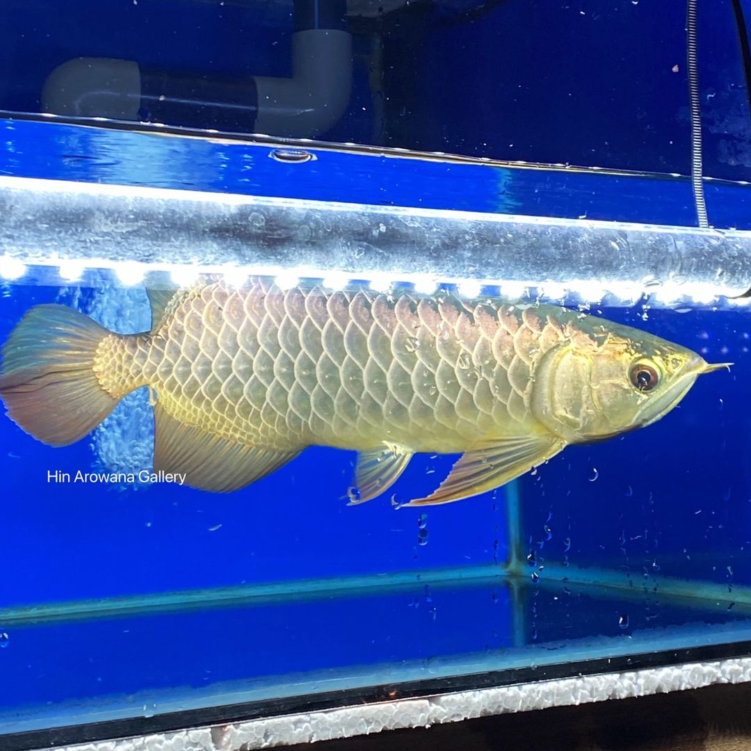 Hin Arowana Gallery
