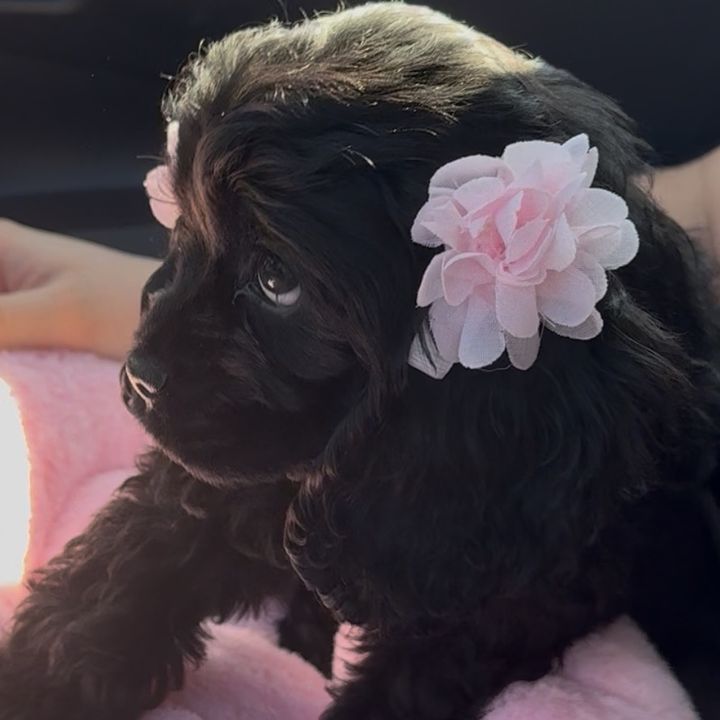 luna