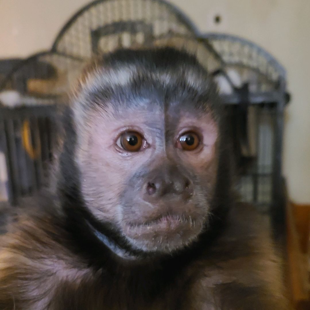 MyMonkeyIzzy’s Troop