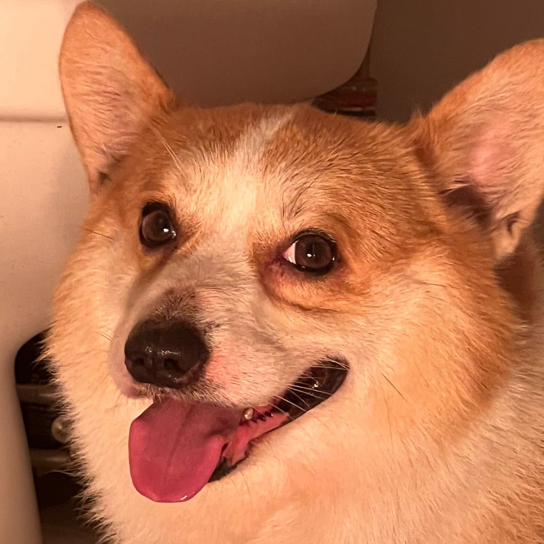 Xúc Xích và Ánh Ánh