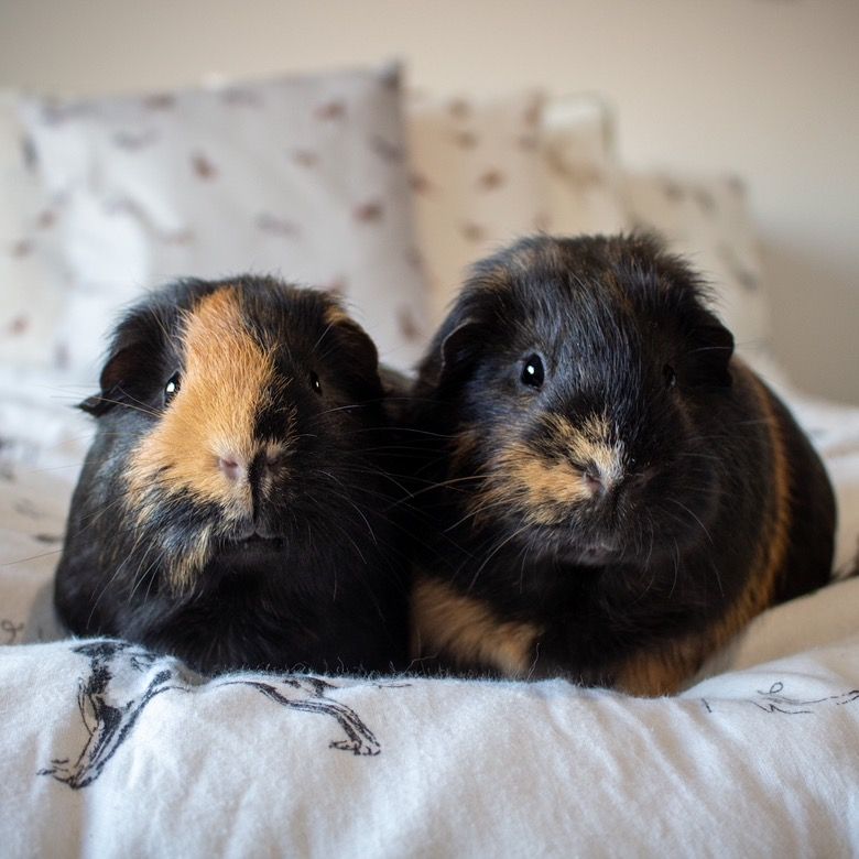 marmite & louis