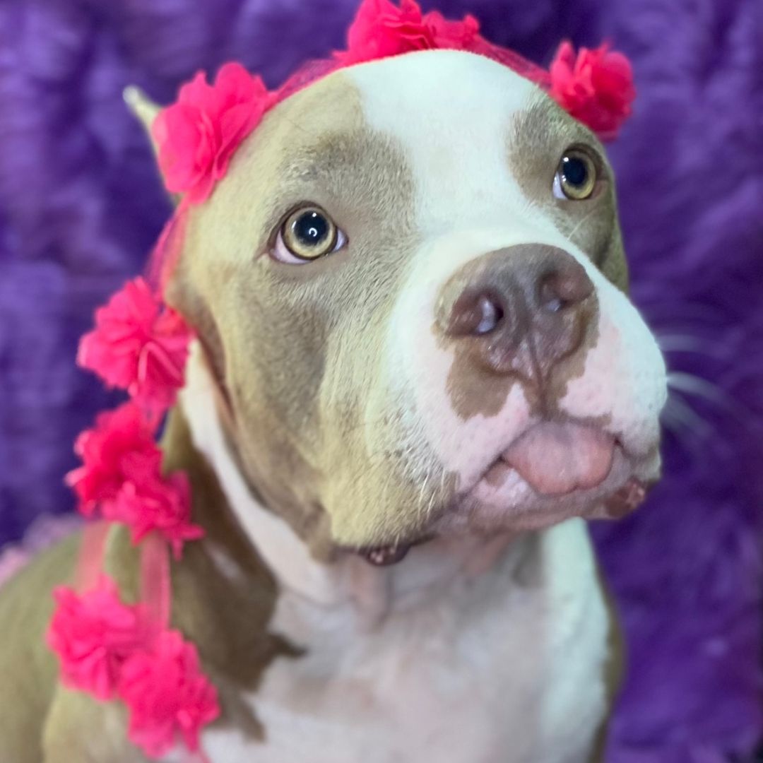Hela American Bully