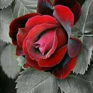 nast_00002