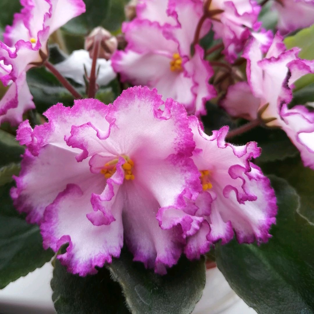 Natali_flower
