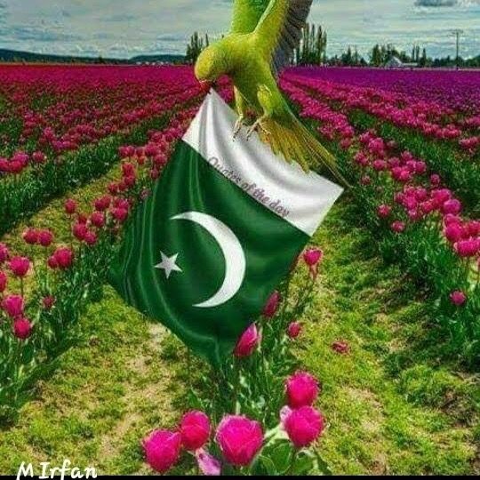 🇵🇰🇹🇷🇸🇦🇦🇪🇨🇳🇵🇭🇲🇨🌹