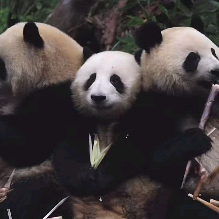 nhân cách thứ high he