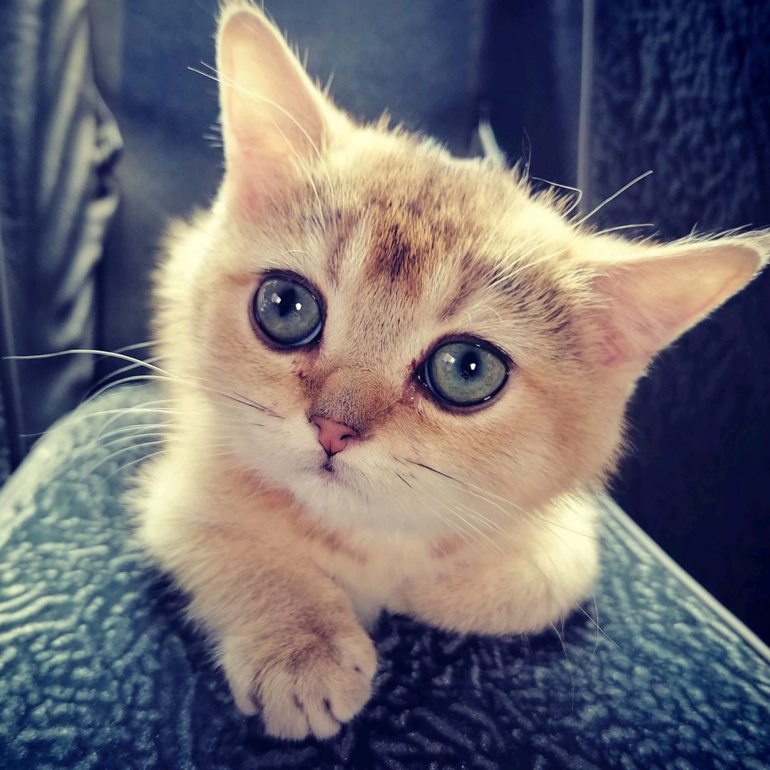 ❦𝓝𝓲𝓴𝓸𝓵❦