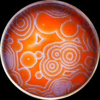 NileRed - Chemistry & Science