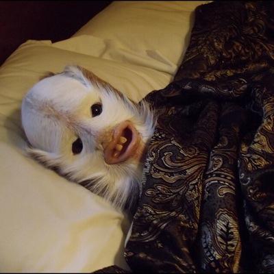 noel fielding
