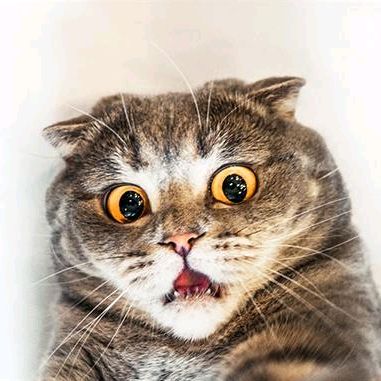 Весёлые котики