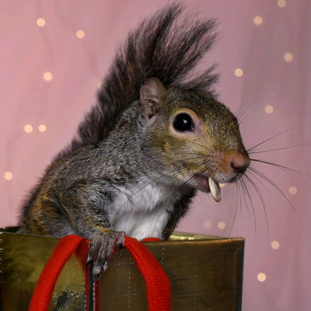 Buster the squirrel 🐿️🐇🐭