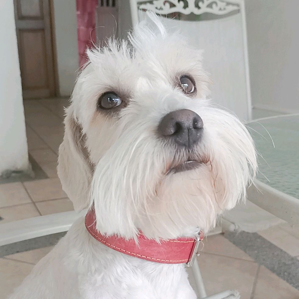 Osito Canhijo