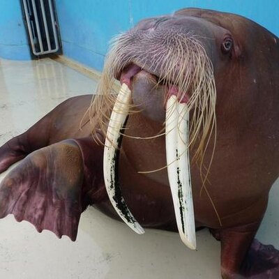 おたる水族館