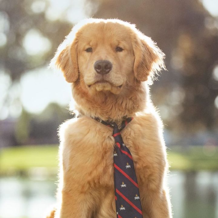 Romeo the Retriever