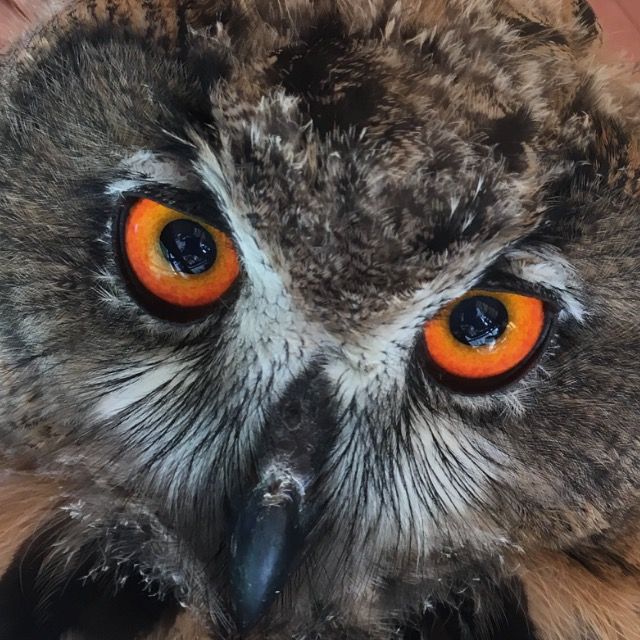 Owl Jaga🦉 🇵🇱