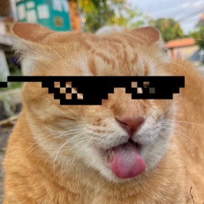 แมวส้มร้อนจะบ้าแต่ยังไม่บ้าദ്ദി（• ˕ •マ