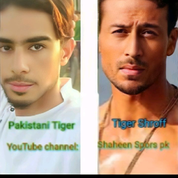 Pakistani__tiger