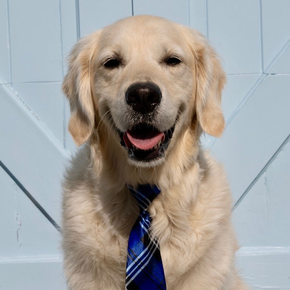 Rigatoni The Golden