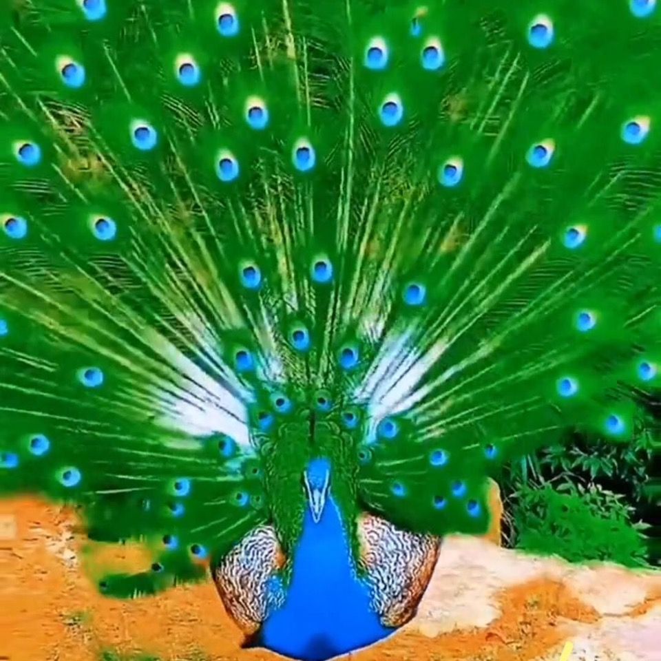 Peacock opens its screen