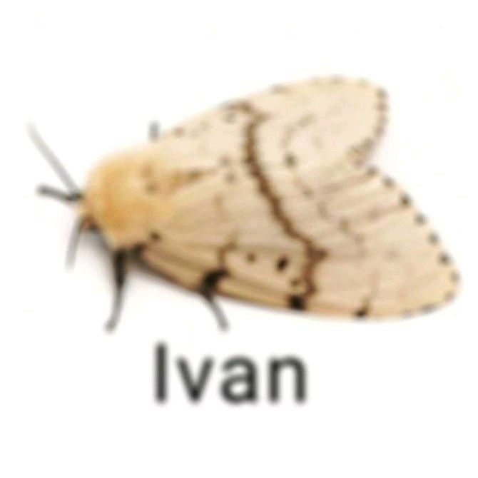 не ivanъ
