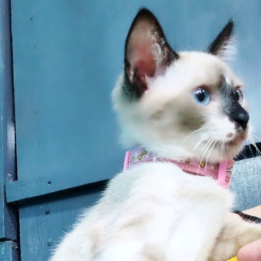 peluso sugar siamés 🐱