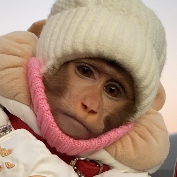 Обезьянка Каспи🐵💖