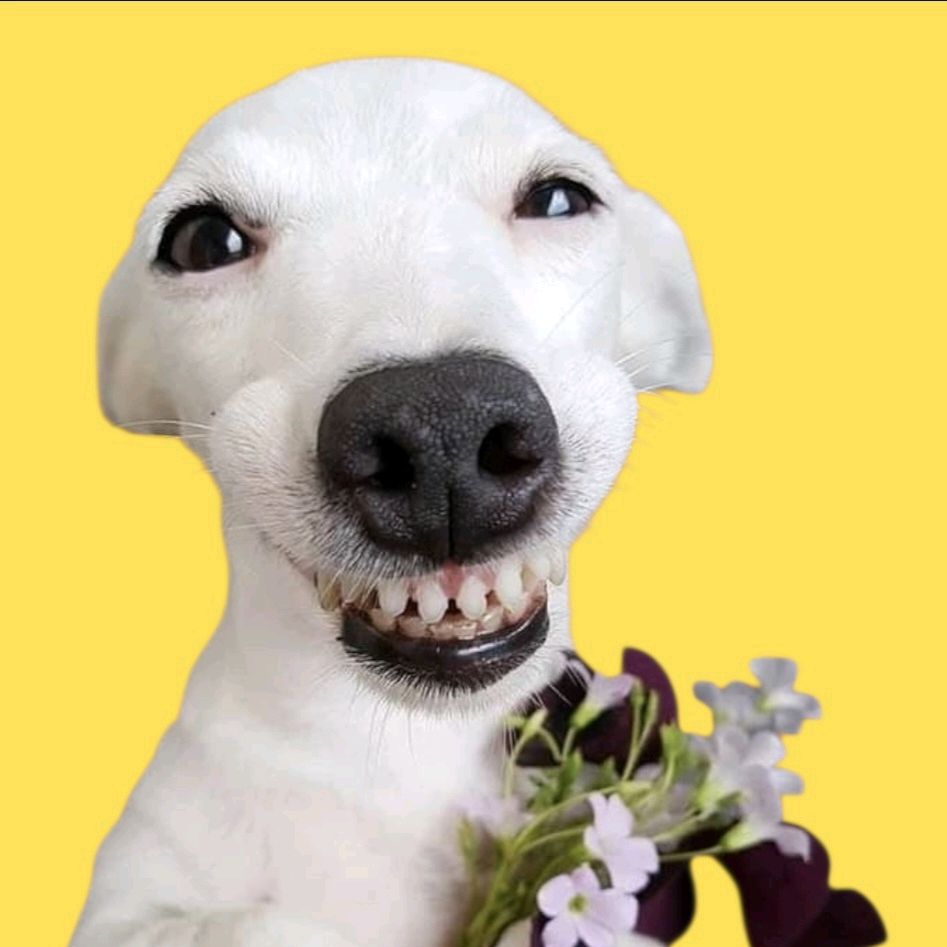 PerritoViral