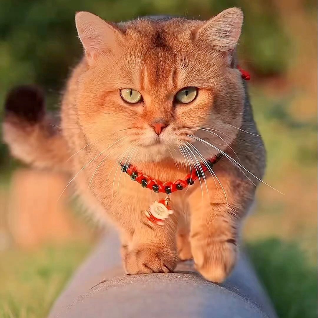 Pet cute
