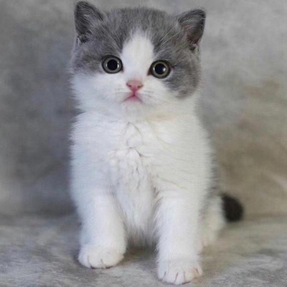 pet.cats