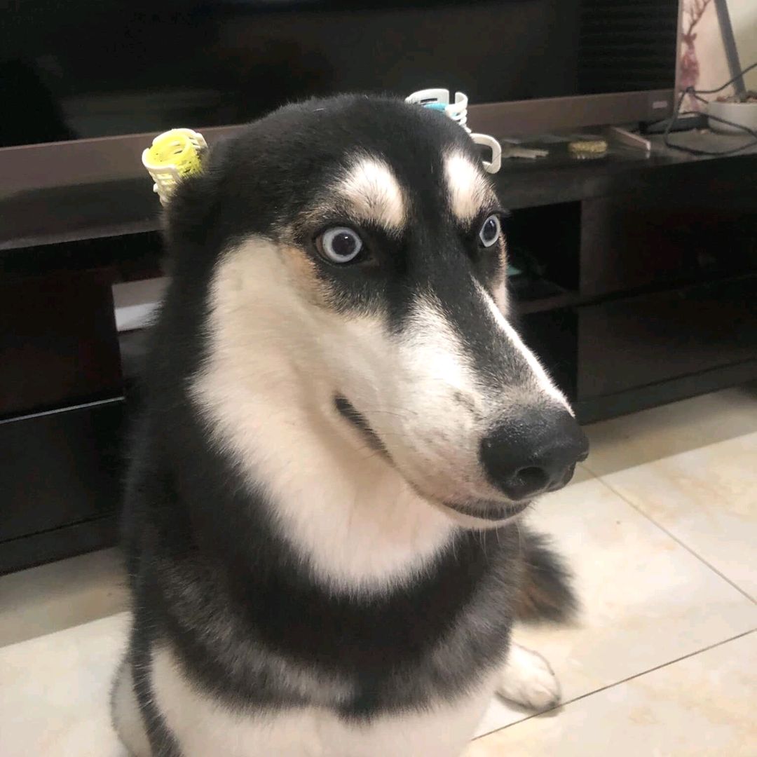 Pet.cute6666