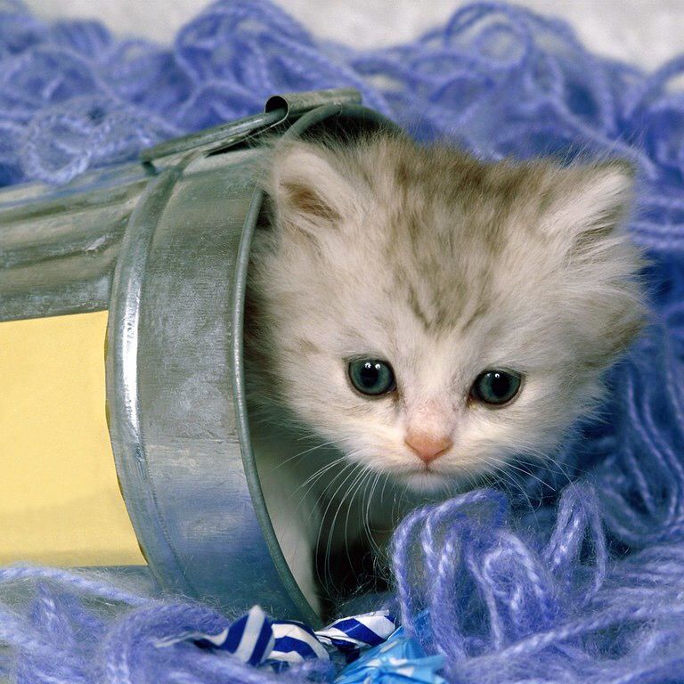 PetsAreOurFriends