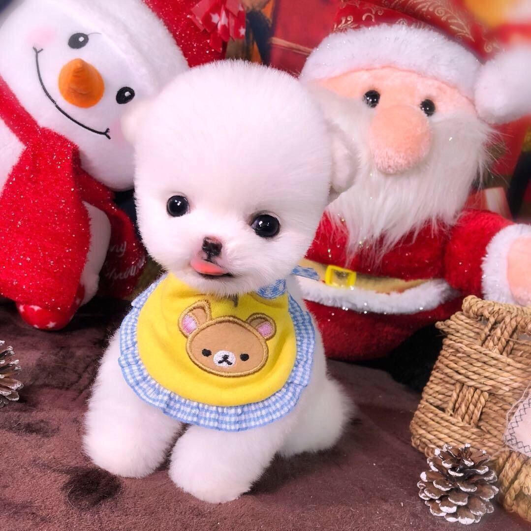 Pet cute goods