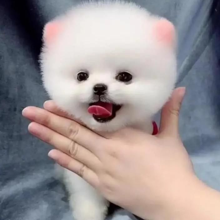 Lovely dog