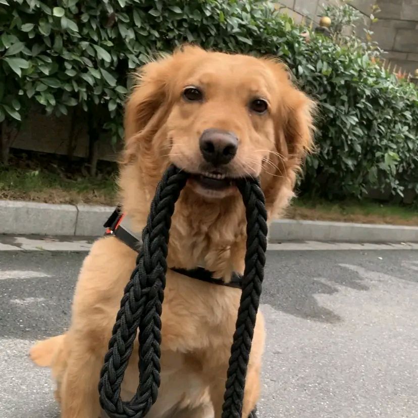 PetLoverParadise