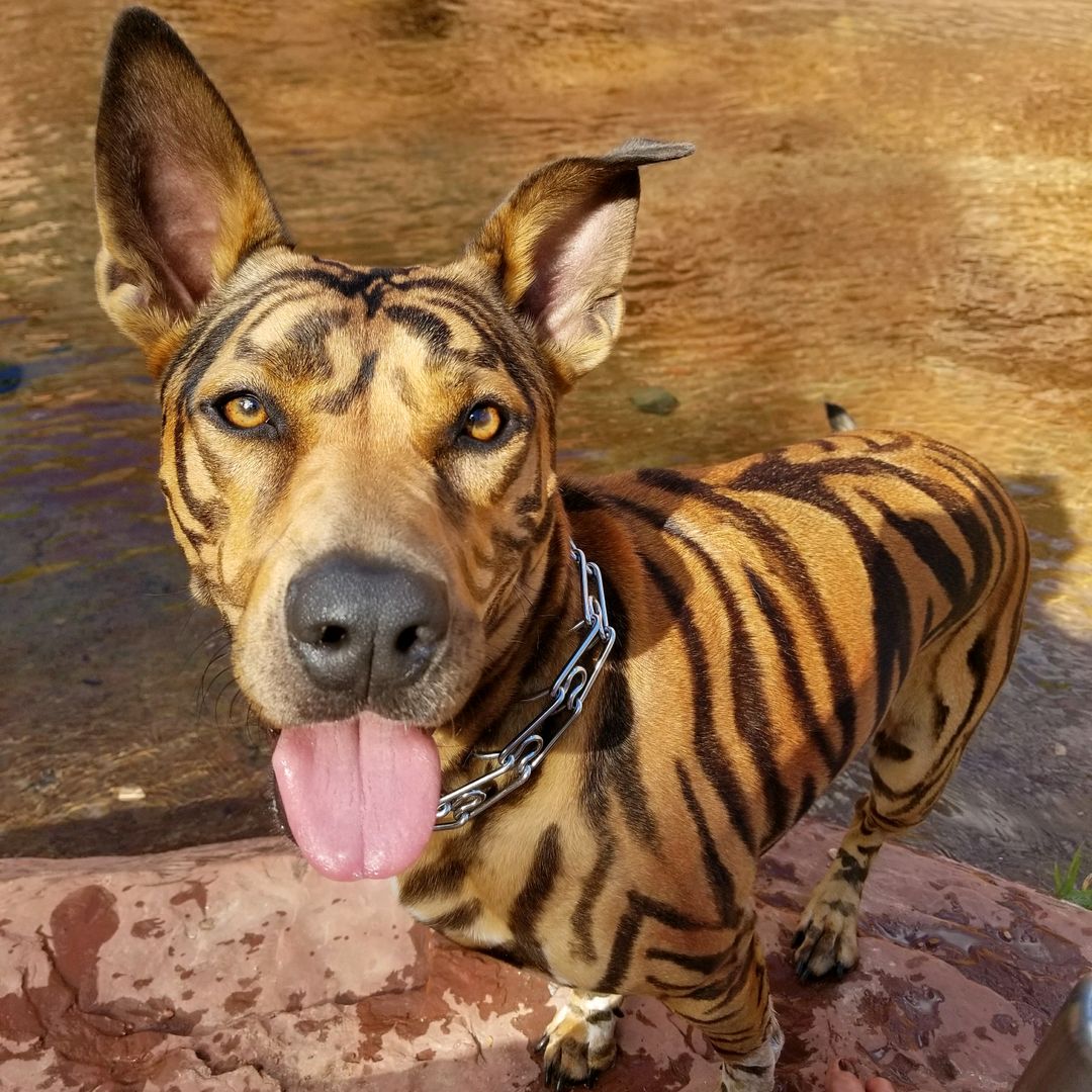 Pet Revival Luxury Pet Spa