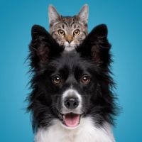 Petscomedy 🇺🇸
