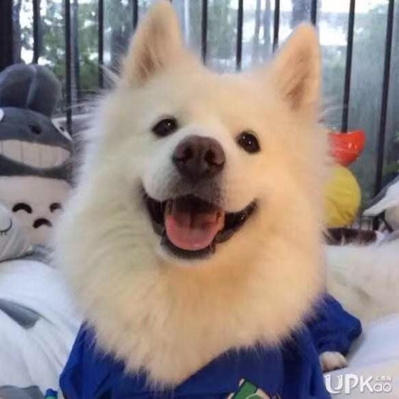 petthings_fan