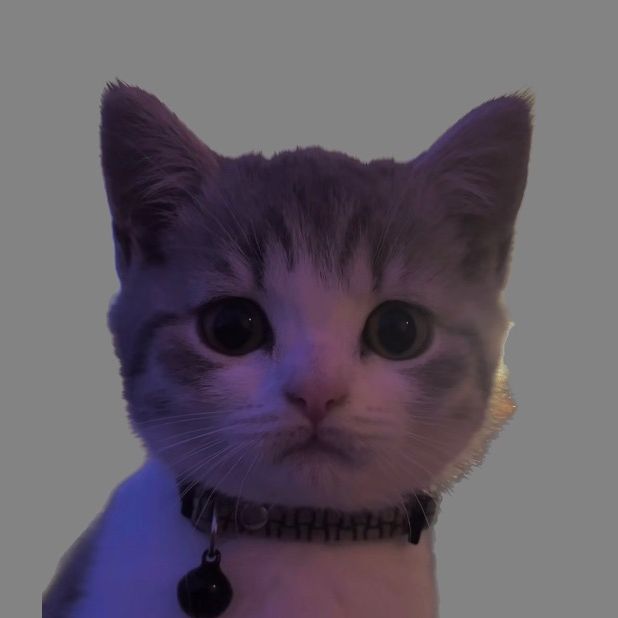 Pickle the kitty