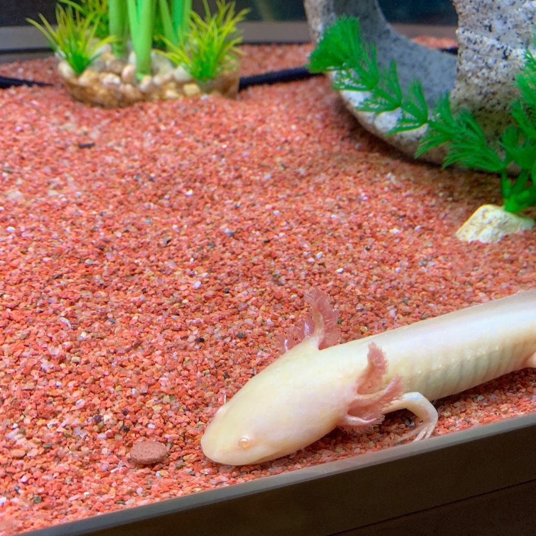 Rip bubbles and pearl🤍