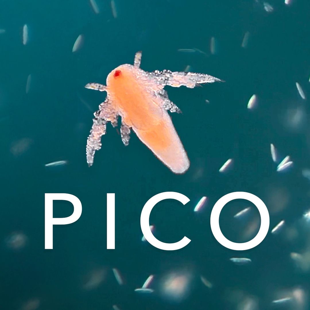 Picocosmos