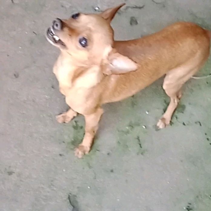 Pitbull Pigmeu