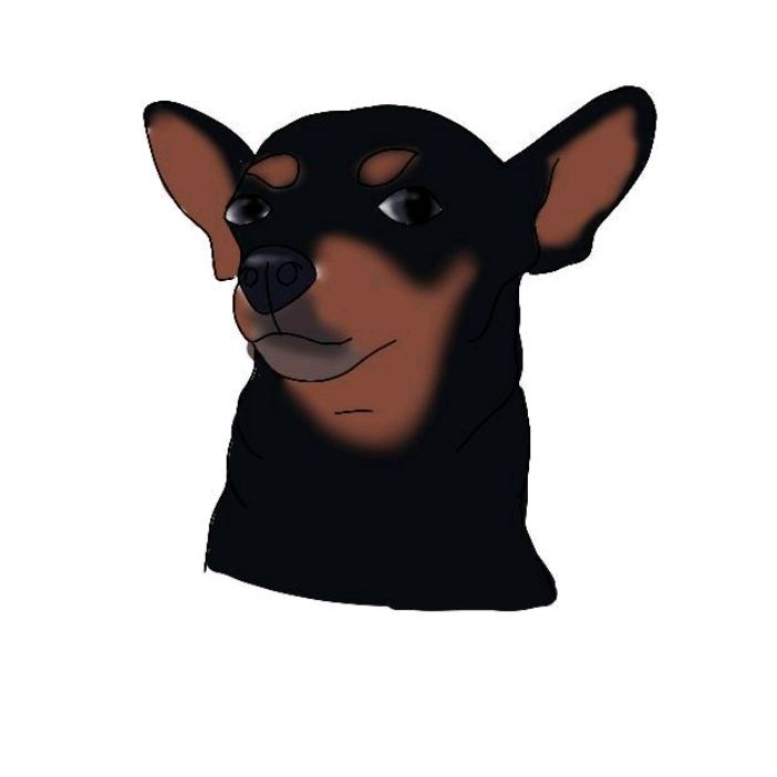pingo_pinscher__